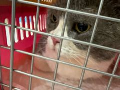 -伟伟宠物医院·CT影像中心·瑞派犬猫综合性门诊(汉口总院)