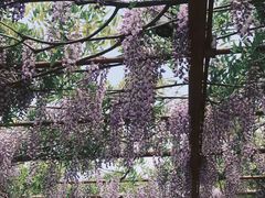 -嘉定紫藤园