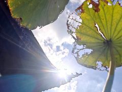 -阳澄湖半岛旅游度假区