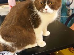 -猫小院猫主题咖啡厅(北锣店)
