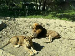 -北京野生动物园