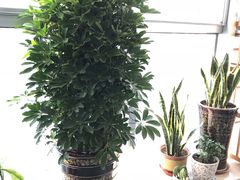 -沪花拾者(好再来花卉鲜花店)