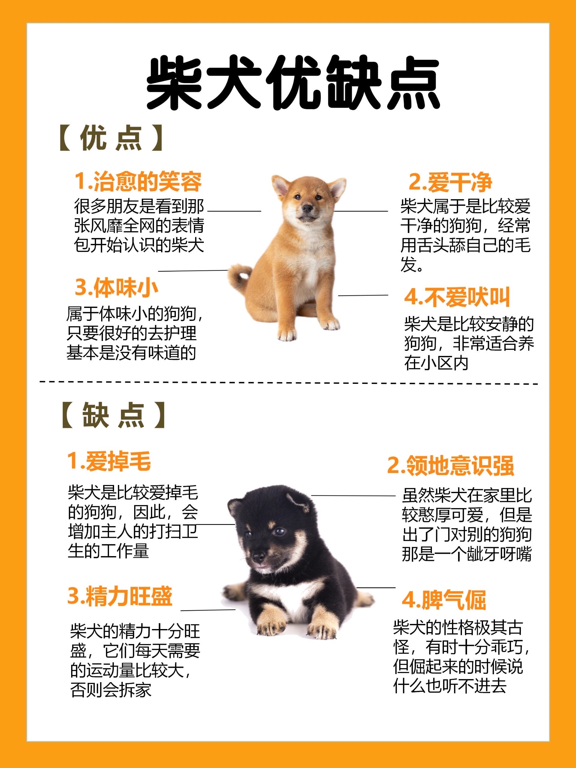 柴犬月份身高对照图图片