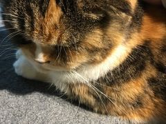 -more than meow吴止猫主题餐厅(承德 中船汇店)