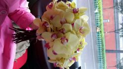 android_upload_pic-西安威斯汀大酒店·宴会厅