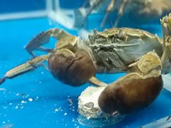 -虾蟹阁小龙虾大闸蟹(文明路店)