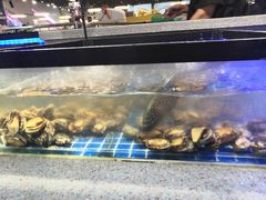 -圣罗巴海鲜自助(黑金店)