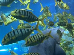 -太平洋海底世界