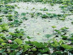-荷塘月色湿地公园·向阳花洲