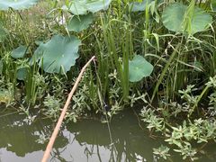 -同銮特种养殖场·龙虾垂钓