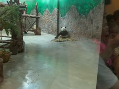 -都江堰中华大熊猫苑