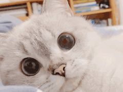 -CoCo都可(合生汇店)