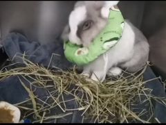 -爱诺耐芙动物医院(万博店)