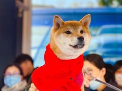 -萌宠之家·腊肠犬·马尔泰·小体犬舍