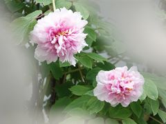 -杭州植物园
