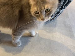 -猫儿山۰猫主题餐厅