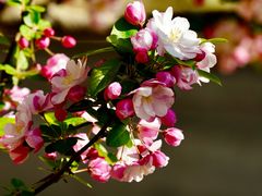 -海棠花溪(元大都城垣遗址公园)