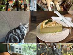 -咖法森林·咖啡  酒吧(天河店)