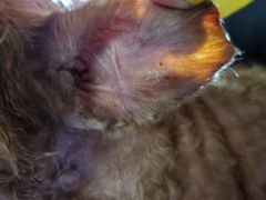 -北京观赏动物医院·24小时大型综合·猫专科·异宠专科