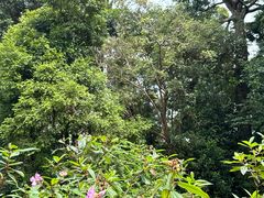 -武吉知马自然保护区