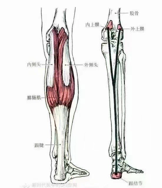 第三腓骨肌解剖图图片