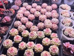 -无锡文化工艺品市场(槐古路店)