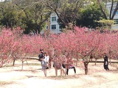 -南国桃园旅游度假区