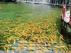 捕鱼池-玉水寨丽江源餐厅