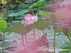 -静之湖度假区