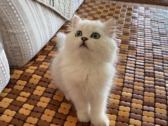 -关爱宠物医院·猫科中心·消化科(滨湖万达分院)