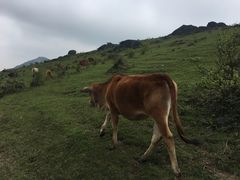 -大姆山草场