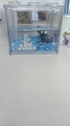 -演员的秘密·皮肤管理