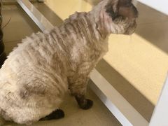 -藏猫猫咖啡主题馆(中央大道店)