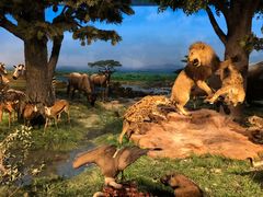 -国家自然博物馆