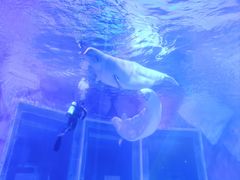 -上海海昌海洋公园-冰山北极馆