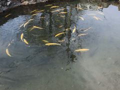 -可心烤鱼