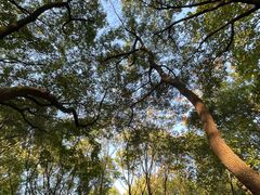 -上海共青森林公园