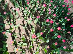 -长春公园(普阳街道)