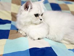 -糯米喵星人总部直营旗舰店·猫舍·幼猫出售
