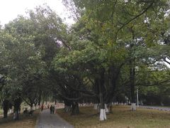 -松山湖梦幻百花洲