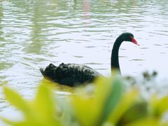 -苏州太湖西山岛开心农场