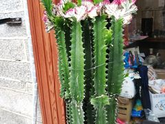 -阿鹏故事云南野生菌火锅(人民路店)
