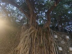 -九龙公园