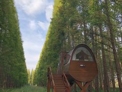 -黄海国家森林公园