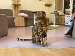 -猫和宫(六道口店)