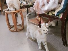 -猫色咖啡·猫咖