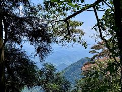 -天目山大树王景区