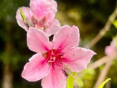 -深圳市中科院仙湖植物园