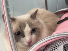 -纳吉亚猫专科动物诊疗中心(蒋宅口分院)