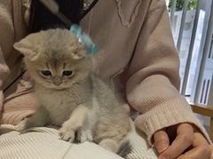 -东方名猫馆·英短金渐层布偶猫舍(环线广场1号楼店)